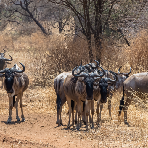 Authentic Safari Tanzania