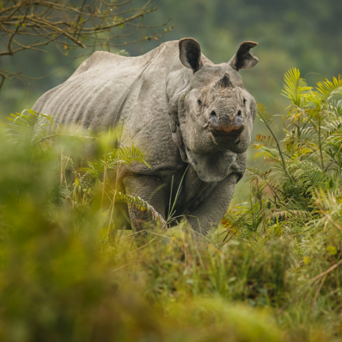 Back to Africa Safaris