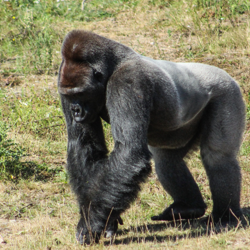 Wild Uganda Safaris