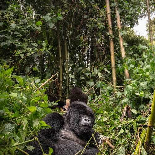 Adventures To Gorilla Africa