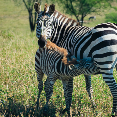 Yala Safaris Uganda